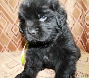 Превью фото № 186216