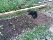 Превью фото № 186297