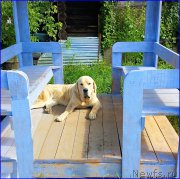 Превью фото № 186332