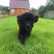 Превью фото № 186346