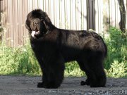 Превью фото № 186370