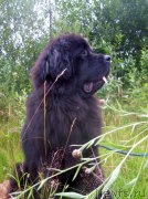 Превью фото № 186384