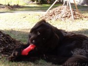 Превью фото № 186386