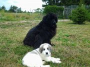 Превью фото № 186517