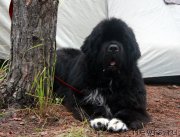 Превью фото № 186554