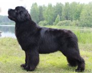 Превью фото № 186555