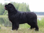 Превью фото № 186559