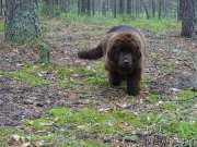 Превью фото № 186567