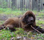 Превью фото № 186574