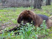 Превью фото № 186585