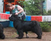 Превью фото № 186608