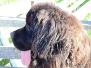 Превью фото № 186612