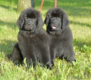 Превью фото № 186631