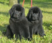 Превью фото № 186632