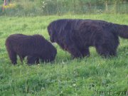 Превью фото № 186677