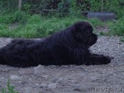 Превью фото № 186682