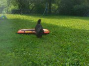 Превью фото № 186695