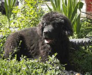 Превью фото № 186709