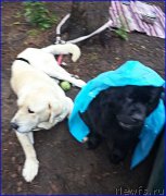 Превью фото № 186716