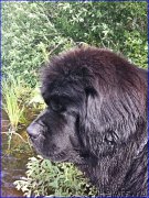 Превью фото № 186721