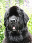 Превью фото № 186727