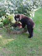 Превью фото № 186735