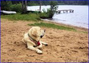 Превью фото № 186739