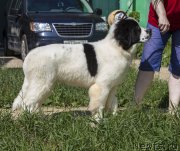 Превью фото № 186740