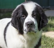 Превью фото № 186741