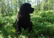 Превью фото № 186748