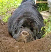 Превью фото № 186782