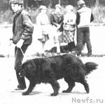 Превью фото № 1868