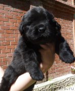 Превью фото № 186848