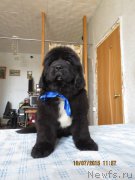 Превью фото № 186856