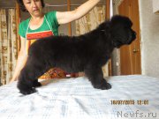 Превью фото № 186859