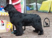 Превью фото № 186876