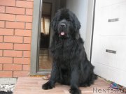 Превью фото № 186887