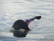 Превью фото № 186993