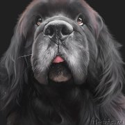 Превью фото № 187017