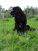 Превью фото № 187034