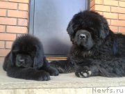 Превью фото № 187125