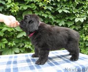 Превью фото № 187133