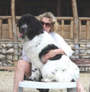 Превью фото № 187150