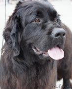 Превью фото № 187162