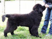 Превью фото № 187181