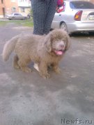 Превью фото № 187201