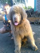 Превью фото № 187206