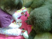 Превью фото № 187269