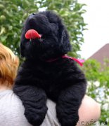 Превью фото № 187286