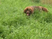 Превью фото № 187355